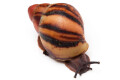 Archachatina marginata suturalis 1b juvenil
